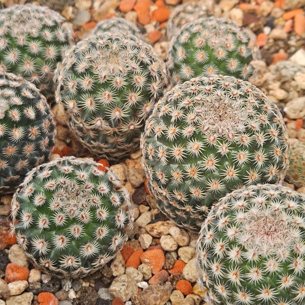 Mammillaria huitzilopochtli